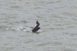 Velvet Scoter at Brandy Head by John Reeves on January 20 2025
