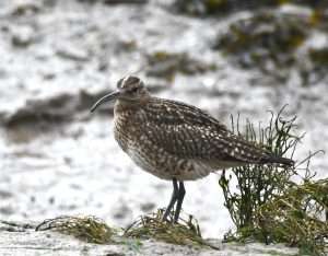 Whimbrel at River Torridge by Stephen Mills on January 11 2026