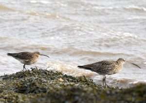 Whimbrel and Curlew at River Torridge by Stephen Mills on January 11 2026