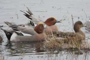 Wigeon at Bowling Green Marsh NR by John Reeves on January 1 2024