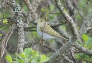 Wood Warbler at EAST SOAR by ALAN DOIDGE on April 19 2025