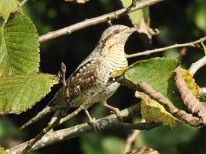 Wryneck at Saltram Park, Plymouth by Chris Marcol on September 10 2023