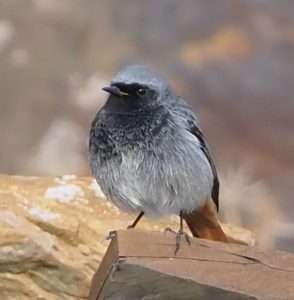 Black Redstart at Hopes nose  by michael pound on January 16 2024