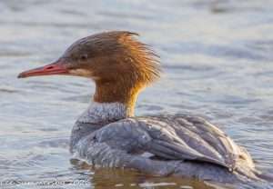 Goosander at Budleigh Salterton LORP by Lee Summersby on January 16 2026