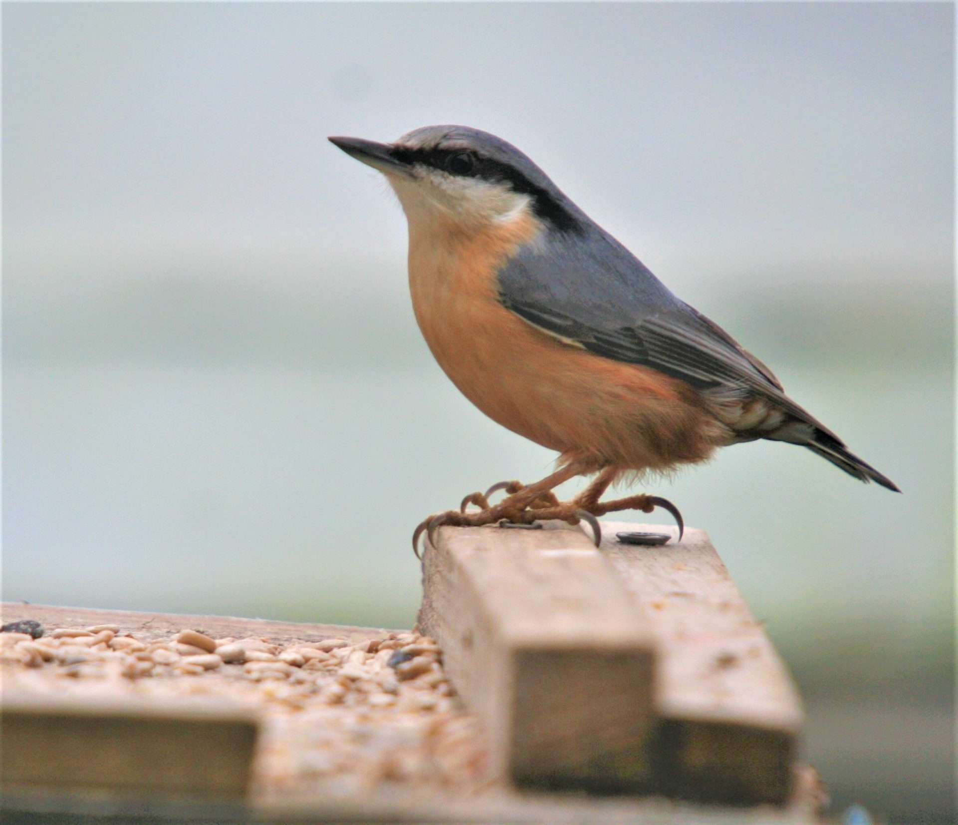 nuthatch by stewart beer at Chittlehampton