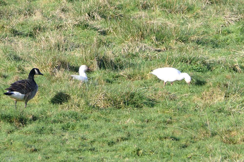 poss snow geese by Monty at powderham to turf locks