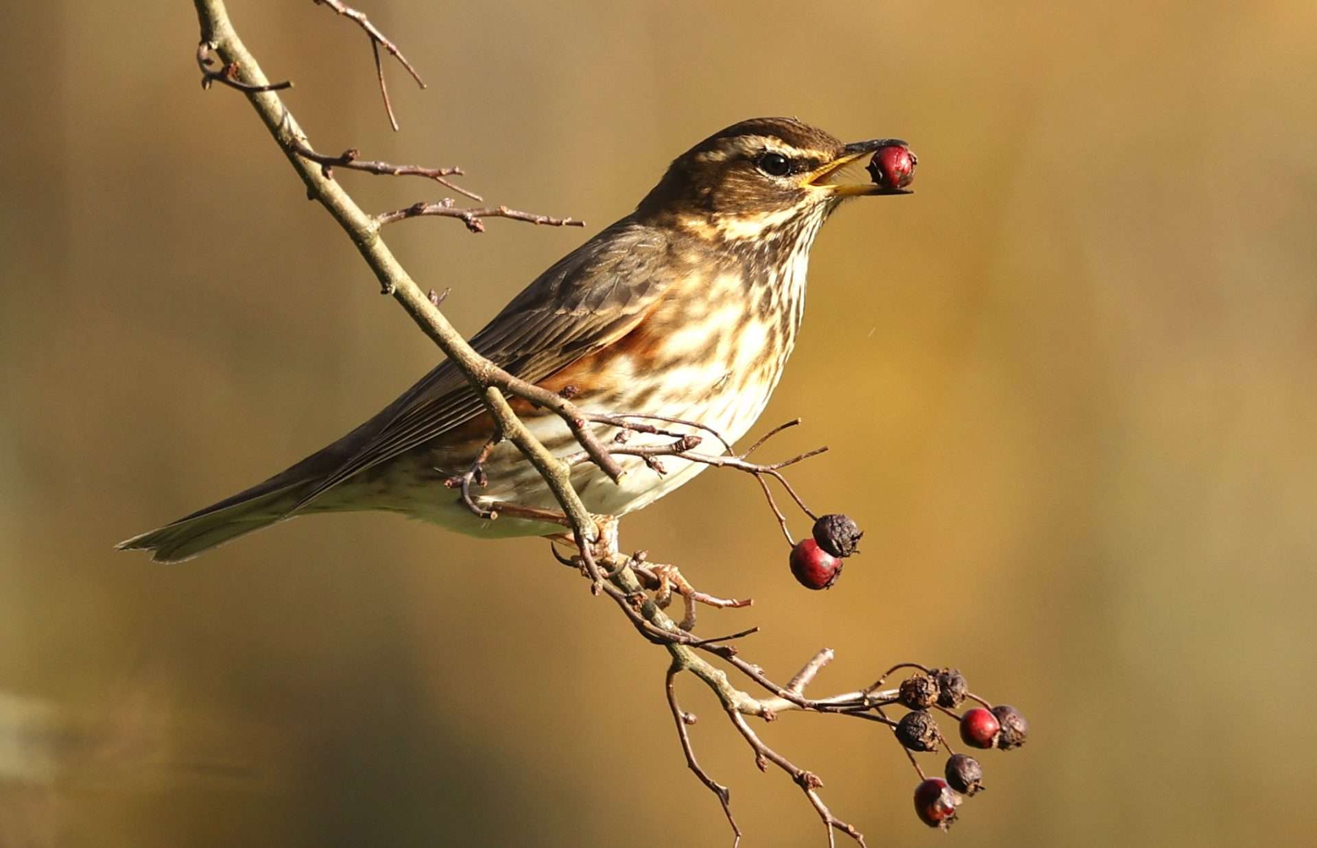 redwing by Steve Hopper at South Brent