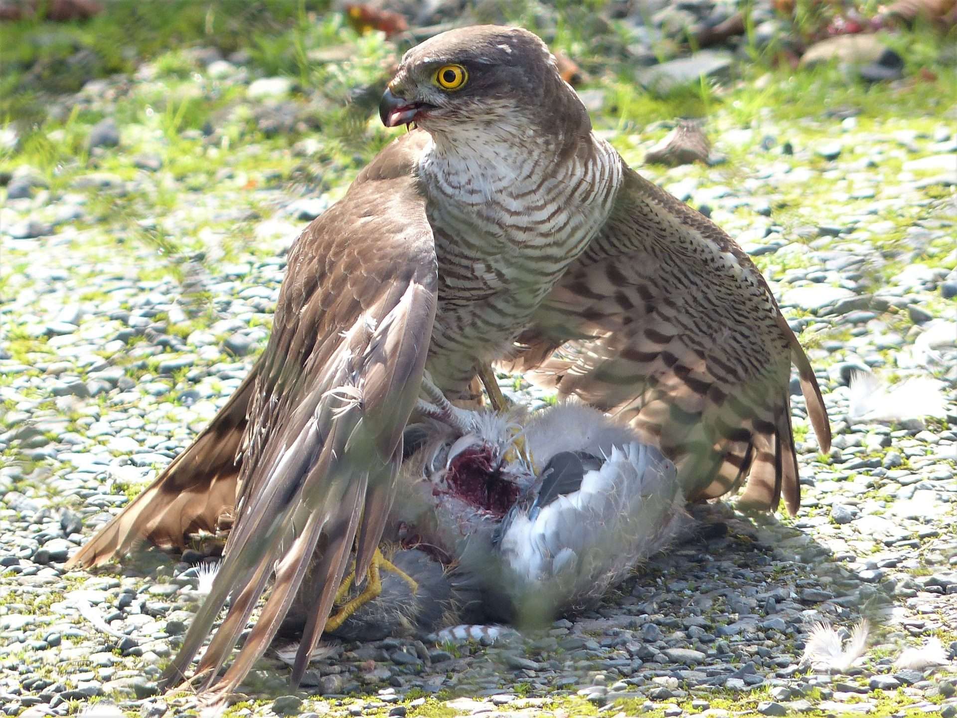 sparrowhawk by roger jewell at okehampton