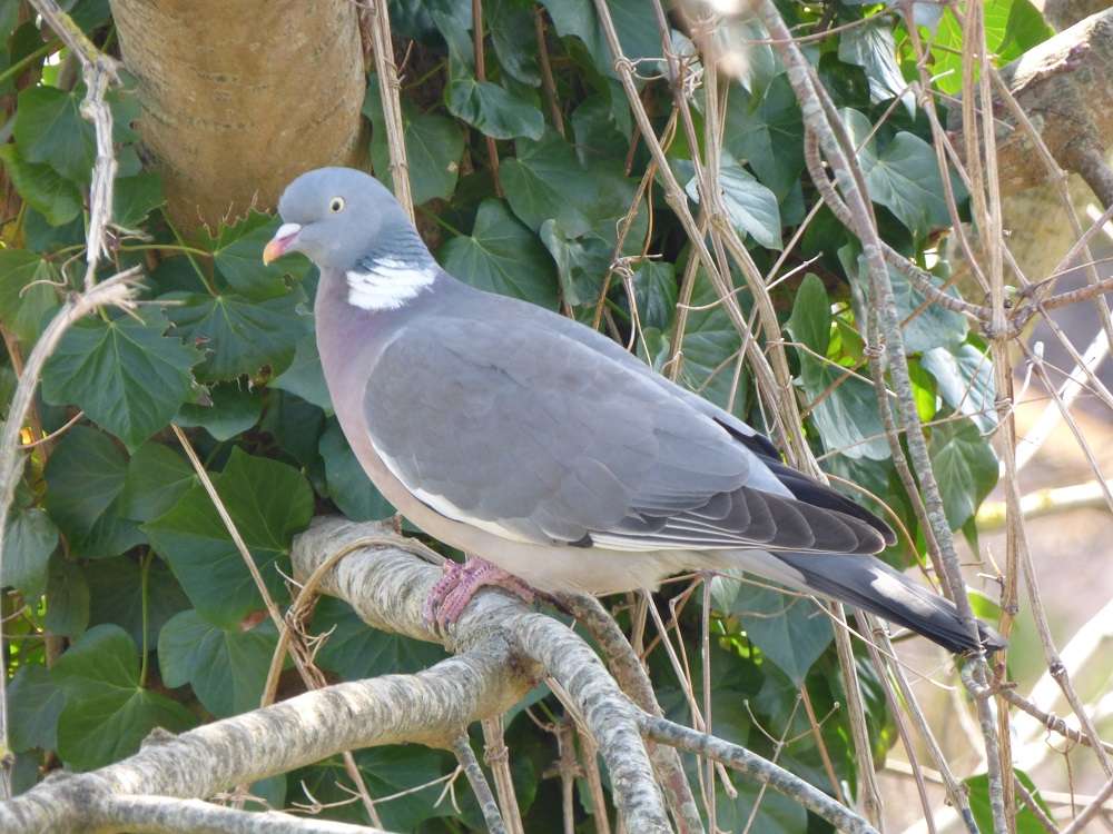 wood pigeon by Rob Jerrard at Exmouth