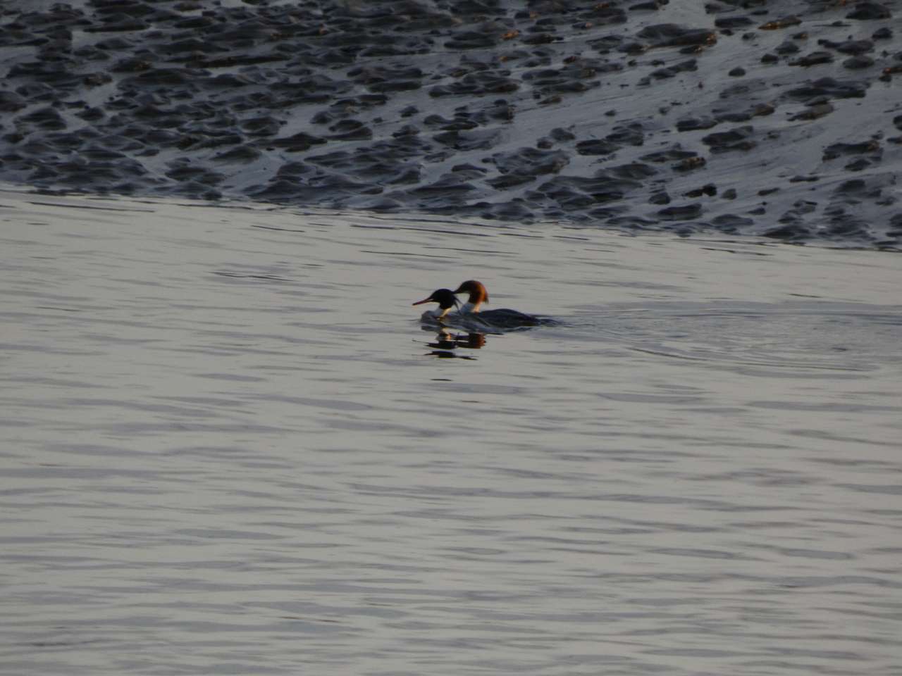 North side of Taw Estuary