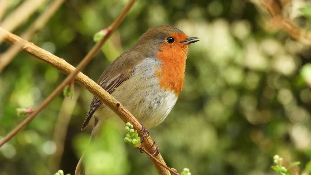 Red Robin Rhs RHS Rosemoor - Devon Birds