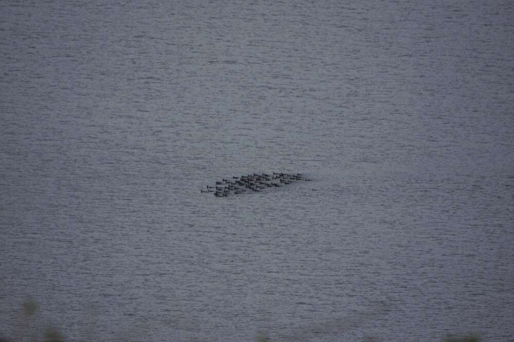 Scoter near Budleigh Devon Birds