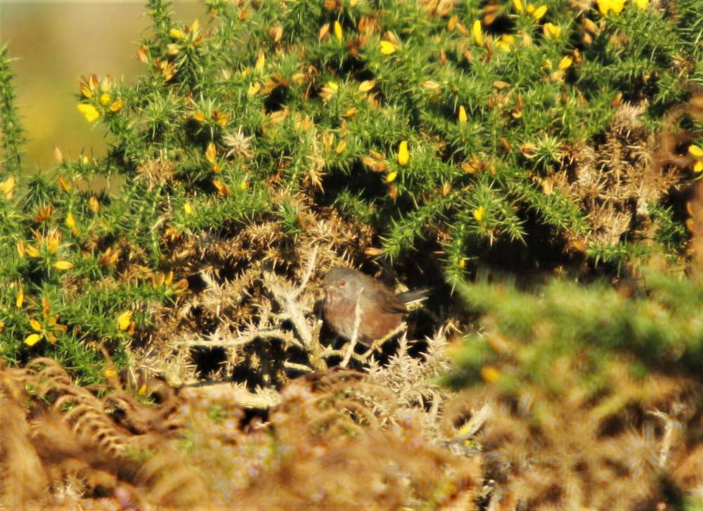 Aylsebeare Common