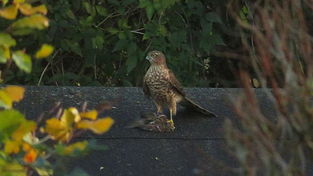 Bickington – sparrowhawk