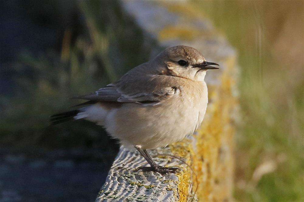 Colyford Common Isabelline Wheatear 21st Dec 2022