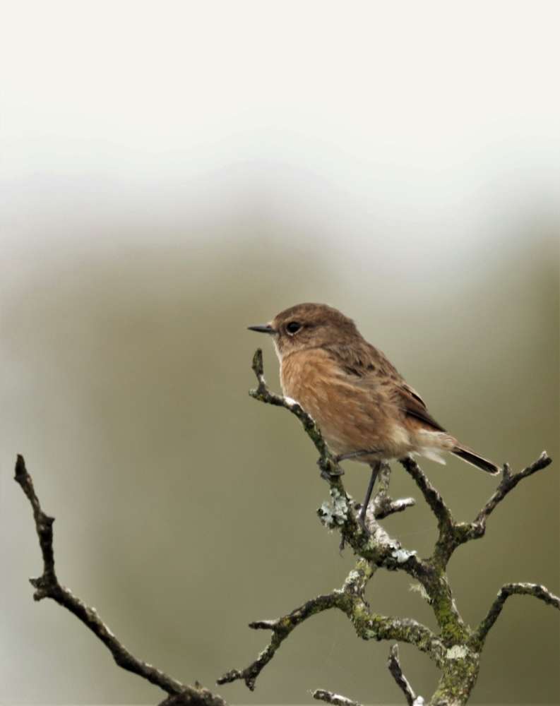 Knowstone moor