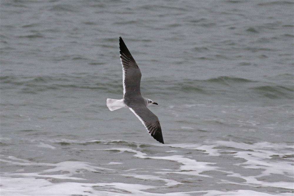 Laughing Gull Beesands 5th Jan 2023