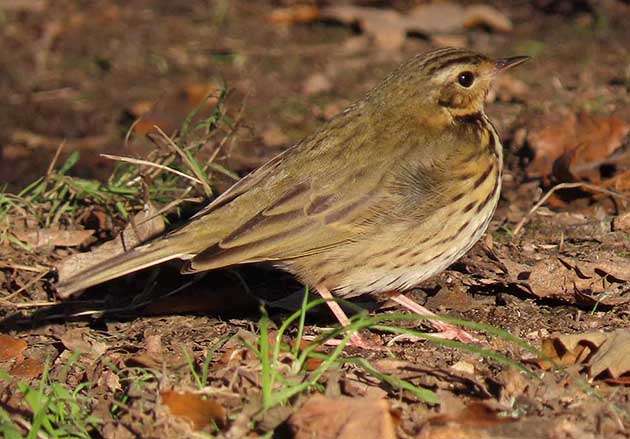Olive-backed Pipit in Exmouth