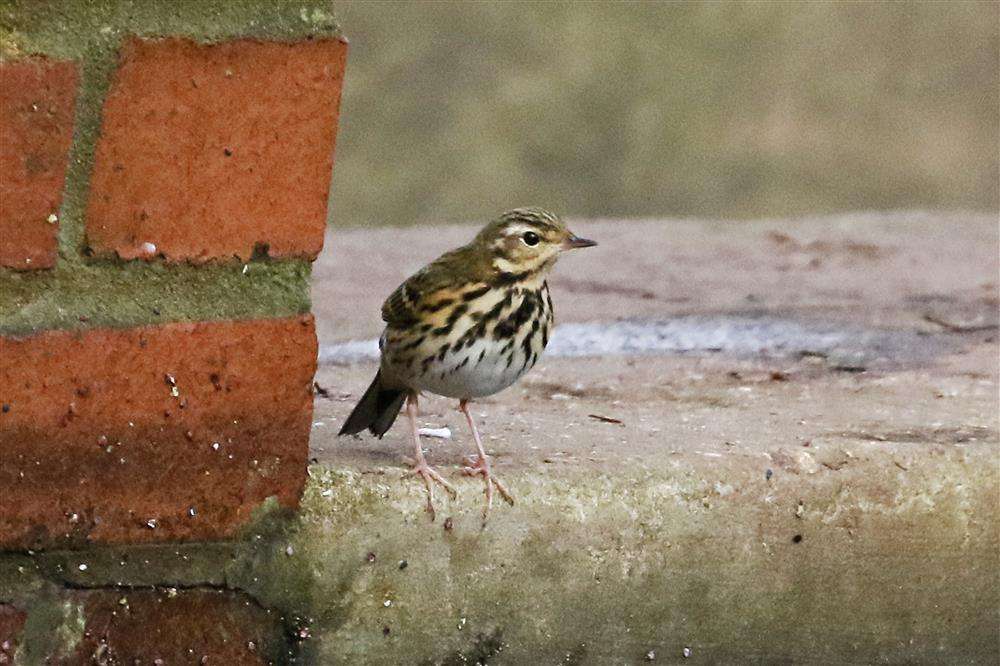 Olive-backed Pipit, Phare Park Exmouth