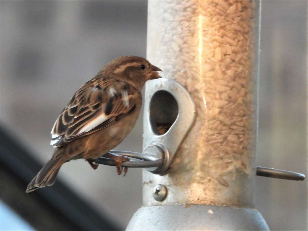 Unusual House Sparrow at Exwick