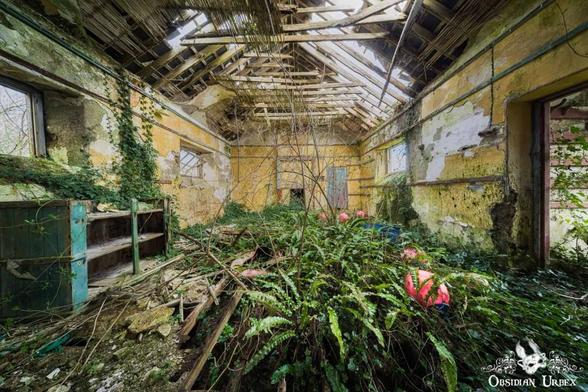 An abandoned Fisherman's School in Ireland, dramatically overgrown with ferns and ivy. Sunlight streams through the collapsed roof onto peeling yellow walls.
