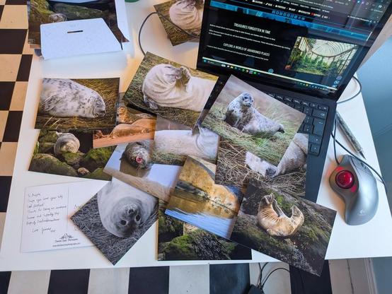 Glossy prints of seal pups cover a white desk, alongside a laptop displaying a website and a handwritten postcard.