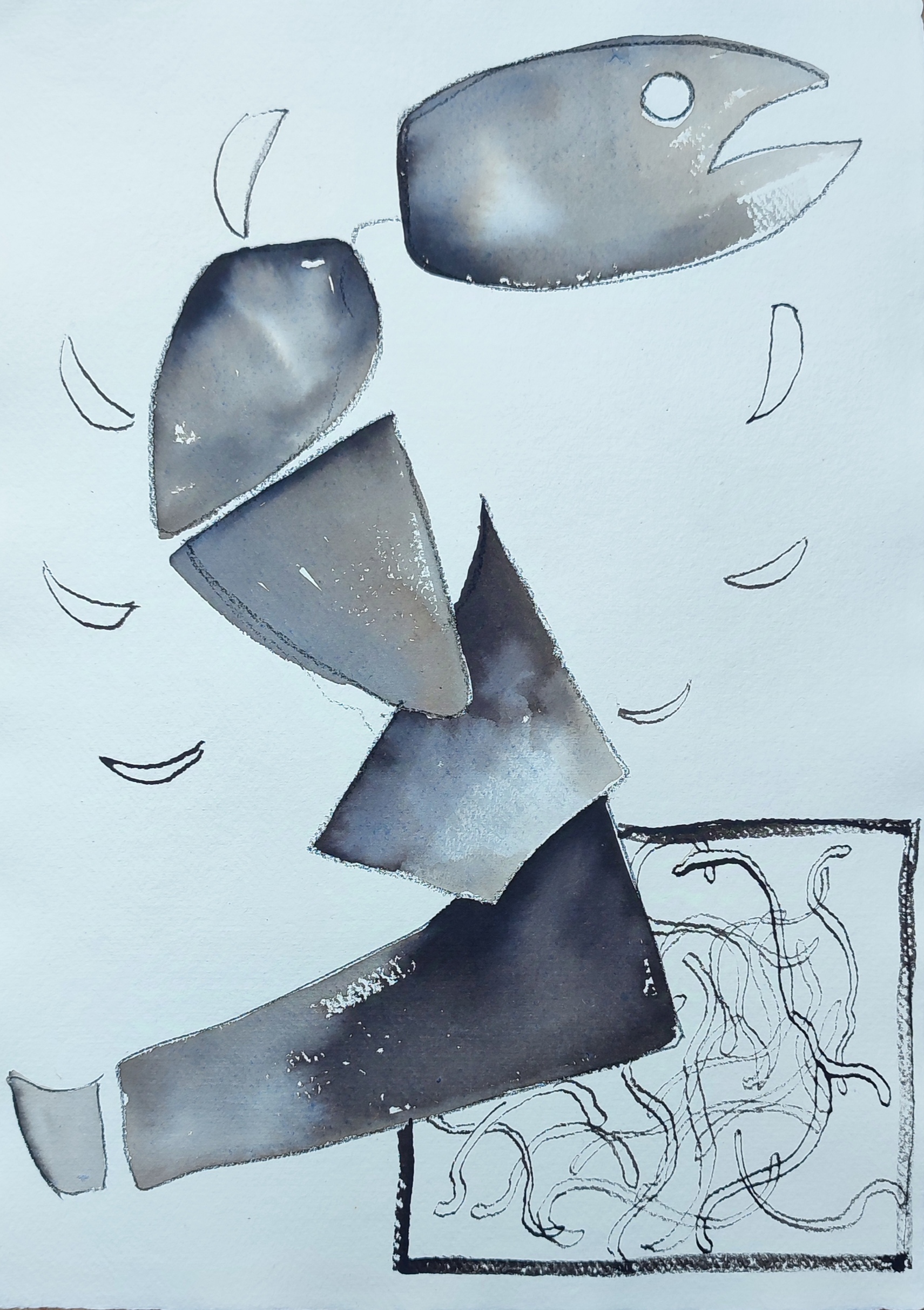 European eel illustration Shelley Castle