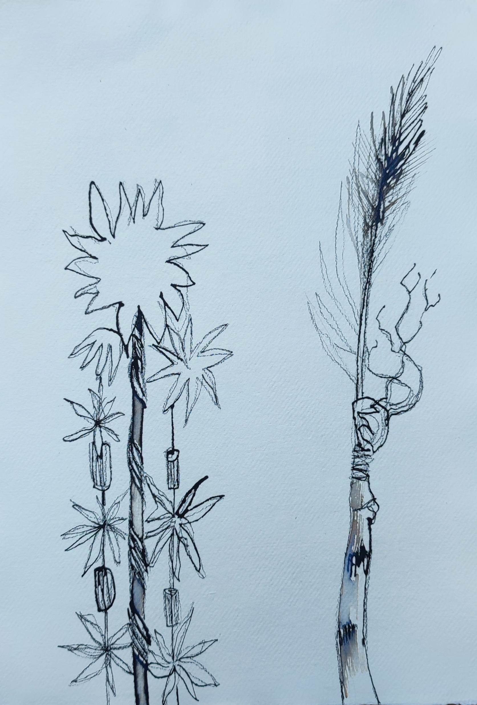 Sphagnum Moss illustration Shelley Castle