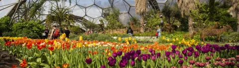 Colorful tulip garden inside a large greenhouse.