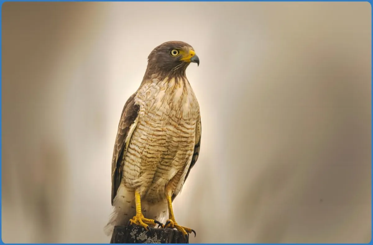 Hawk Conservancy Trust Bird of Prey Centre