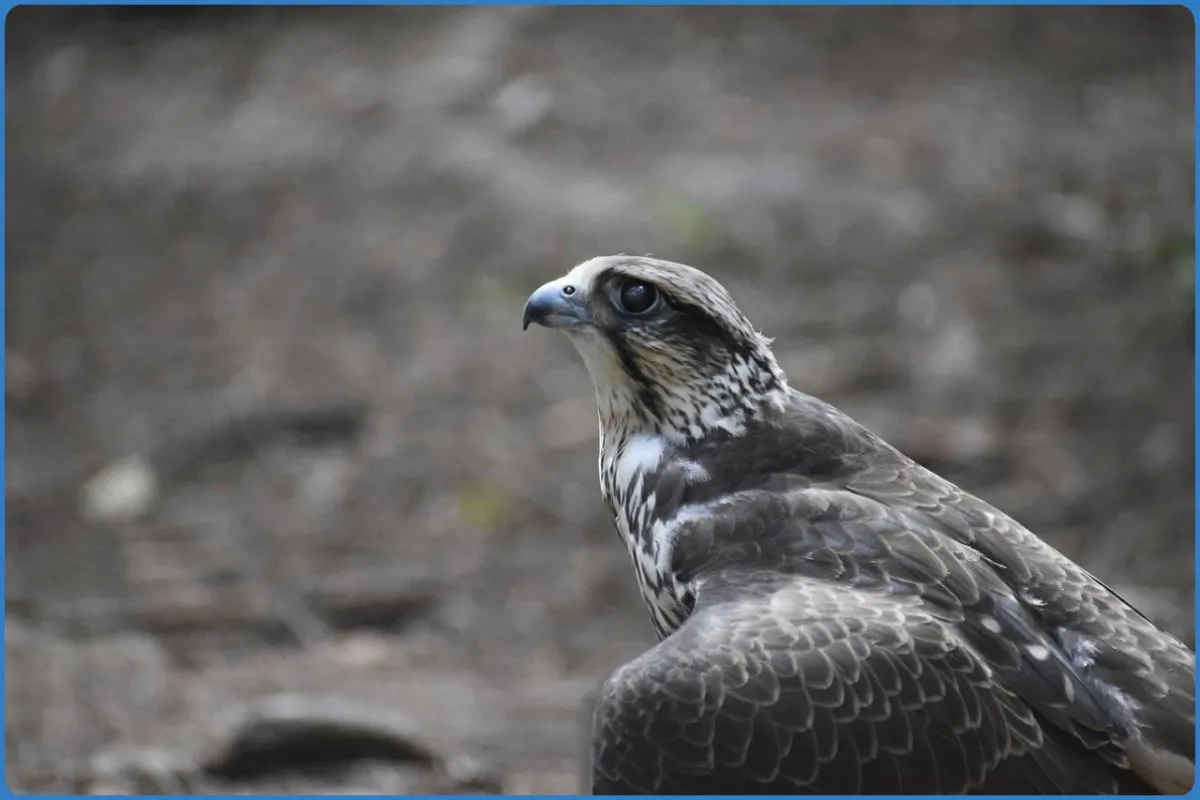 Hawk Conservancy Trust Bird of Prey Centre
