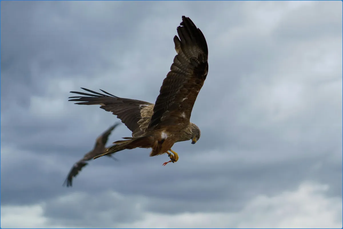 Hawk Conservancy Trust Bird of Prey Centre