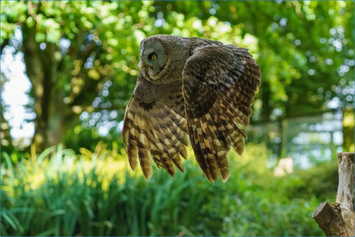 Hawk Conservancy Trust Bird of Prey Centre