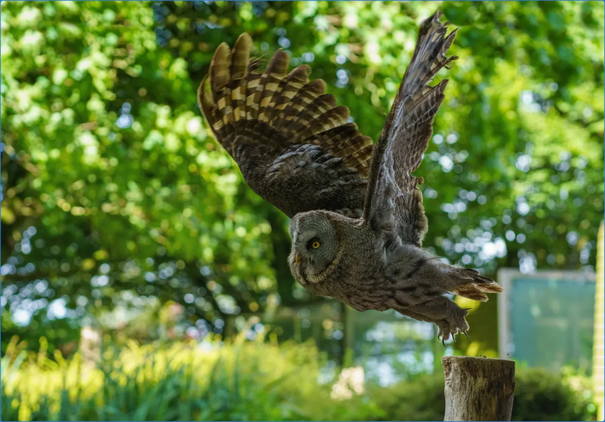 Hawk Conservancy Trust Bird of Prey Centre