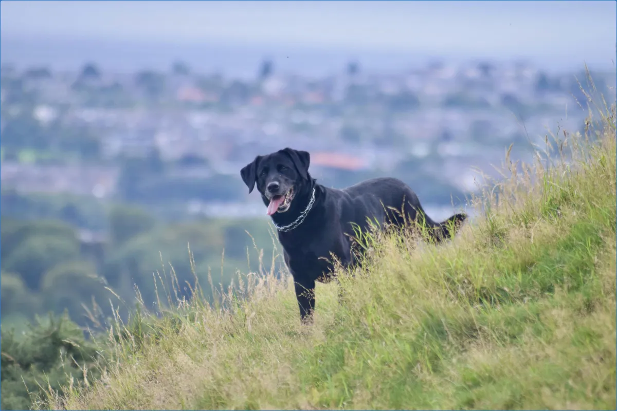 Black dog on grassy hill