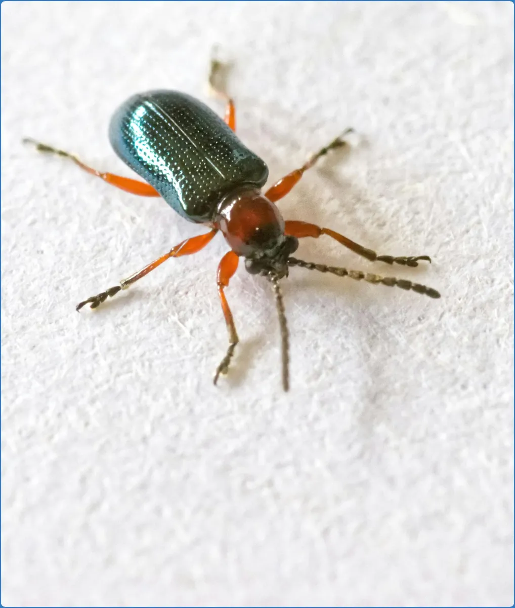 Close-up of a beetle with red legs and antennae.