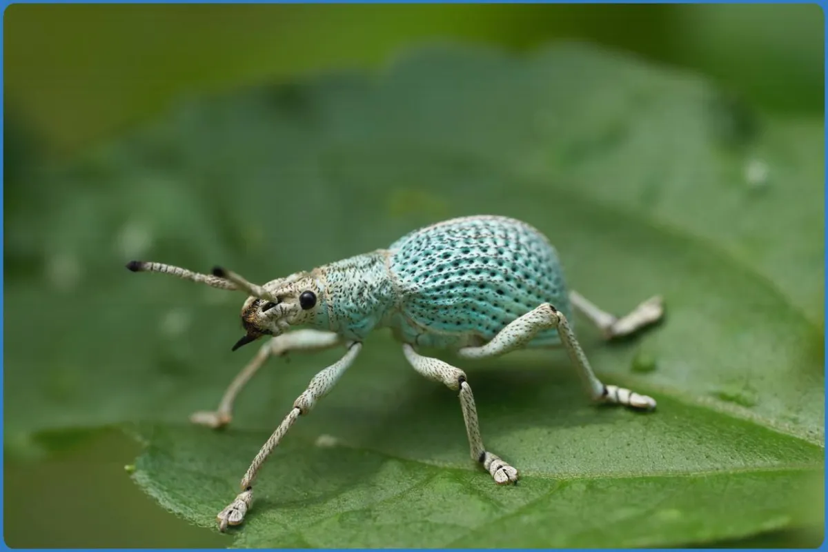 Blue weevil on a green leaf