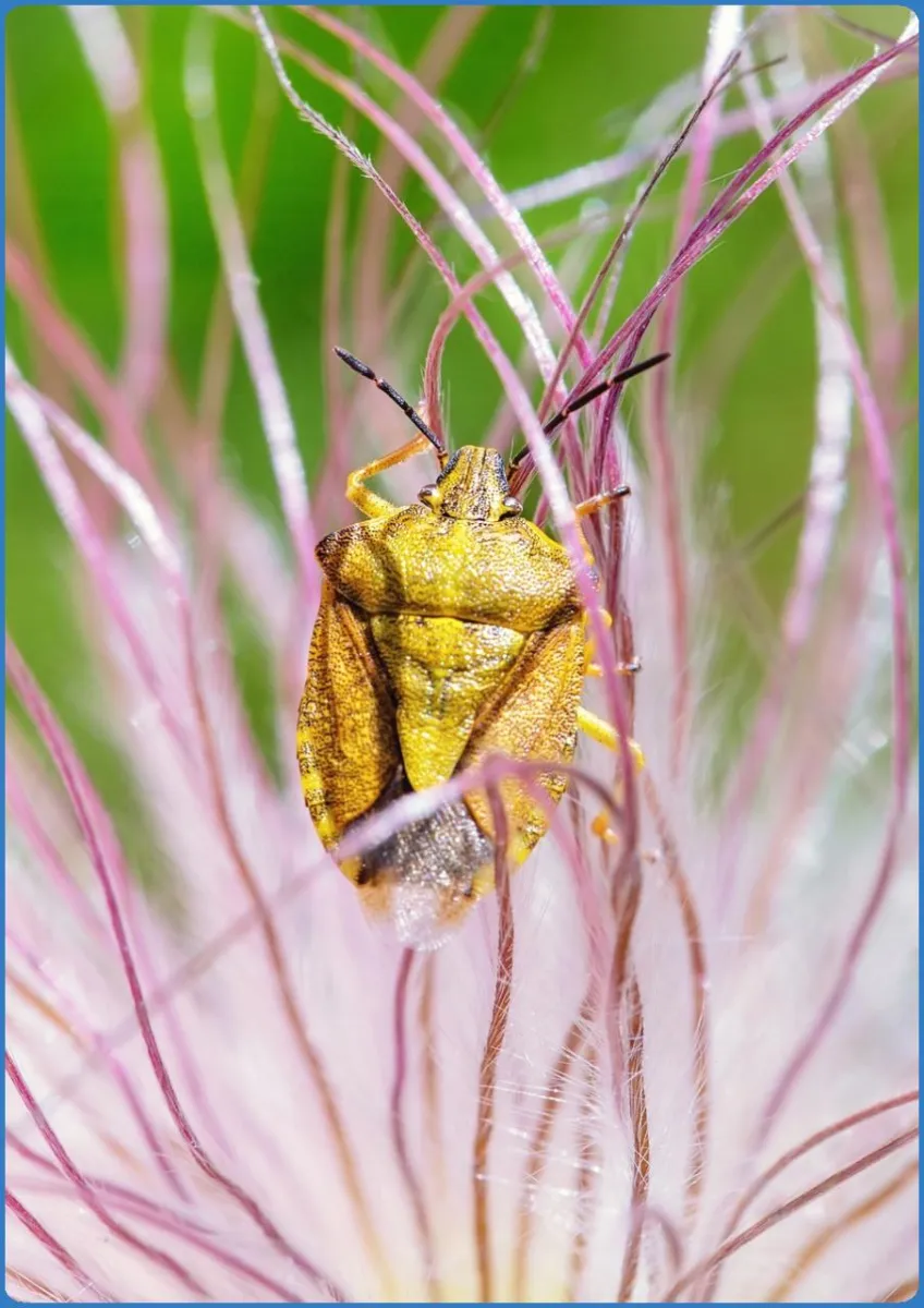 Yellow bug on a pink flower