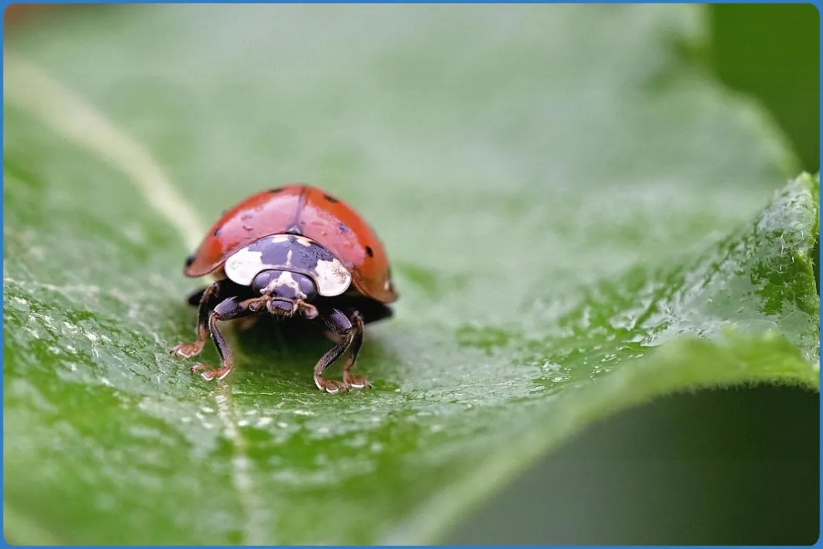 Close-up of a ladybug on a green leaf