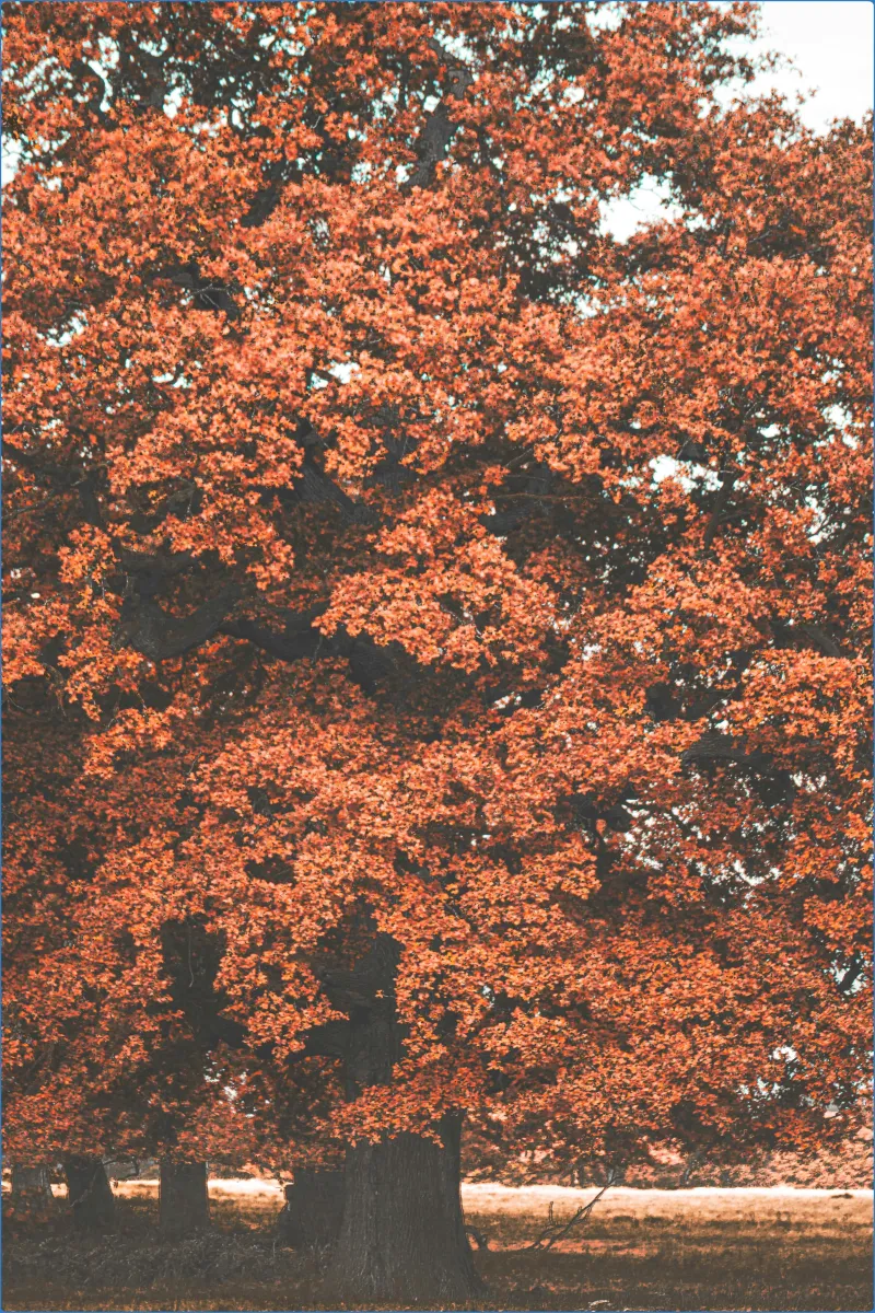 Tree with vibrant orange autumn leaves