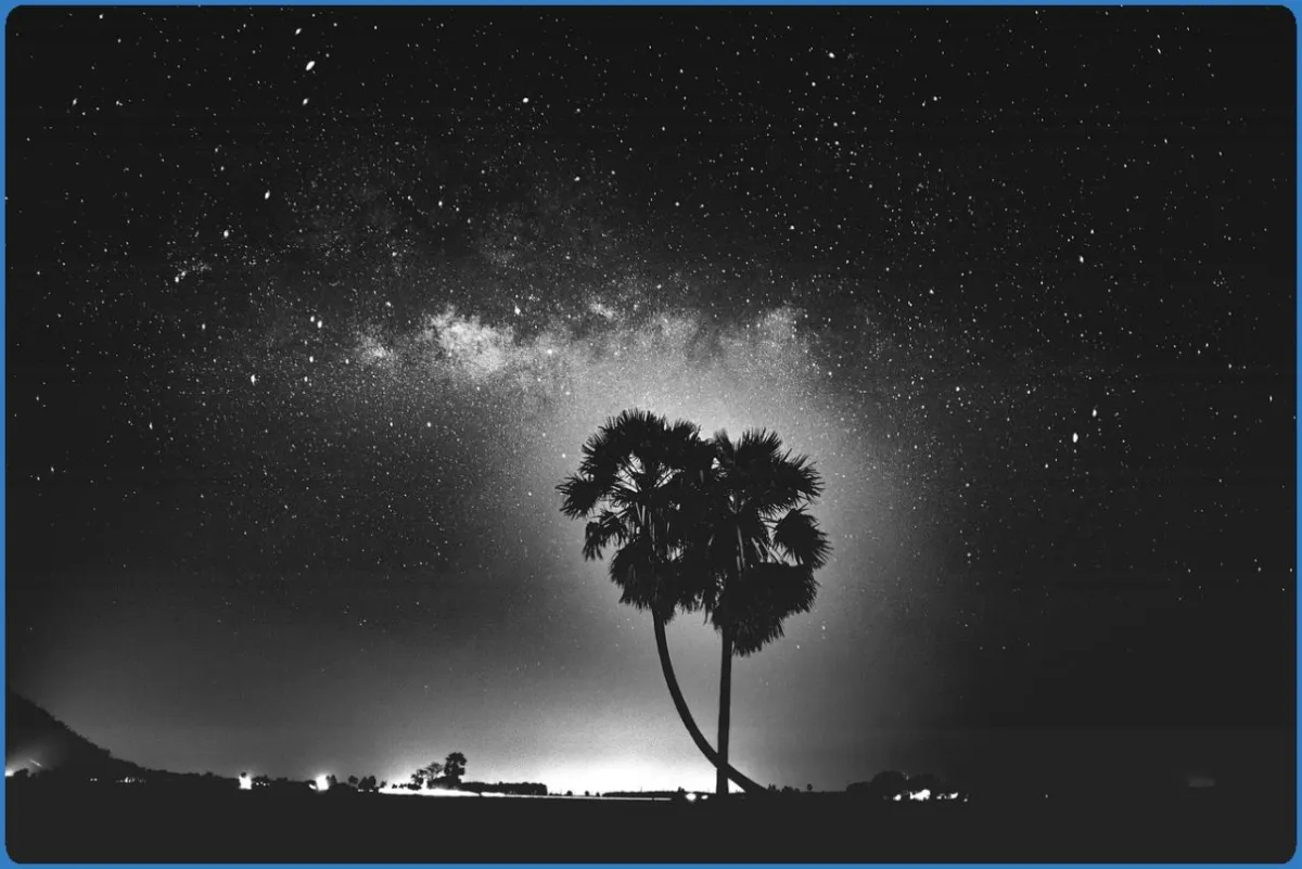 Silhouette of palm trees under a starry night sky.