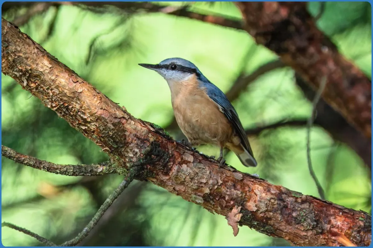Bird perched on a tree branch