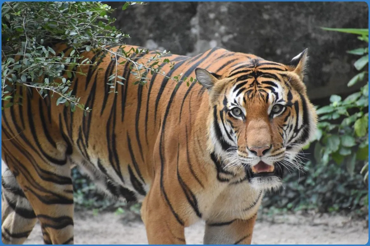 Tiger walking in natural habitat