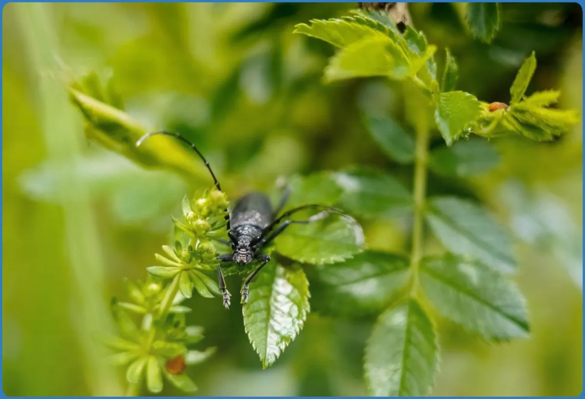 Black beetle on green leaves