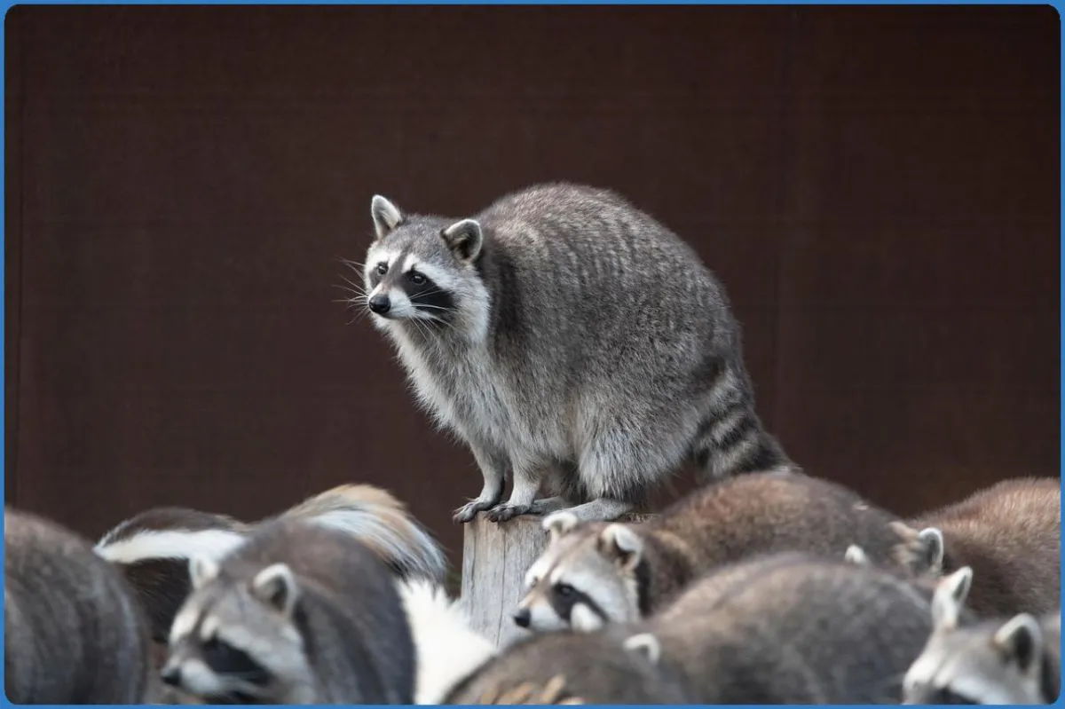 Raccoon standing on a stump among others