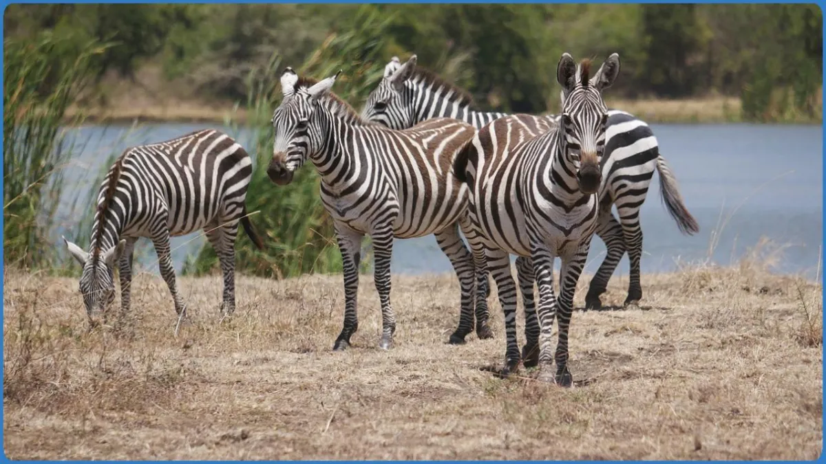 Group of zebras near a water body
