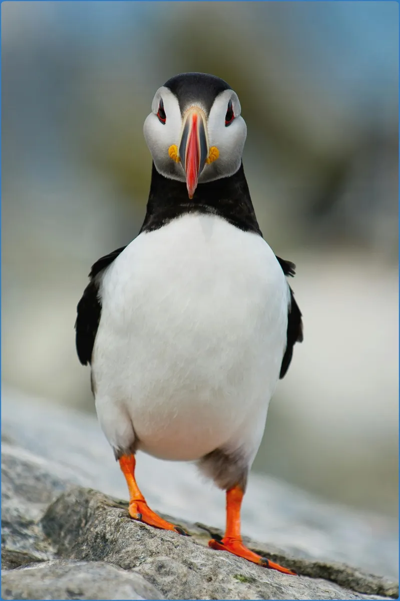 Close-up of a puffin standing on a rock