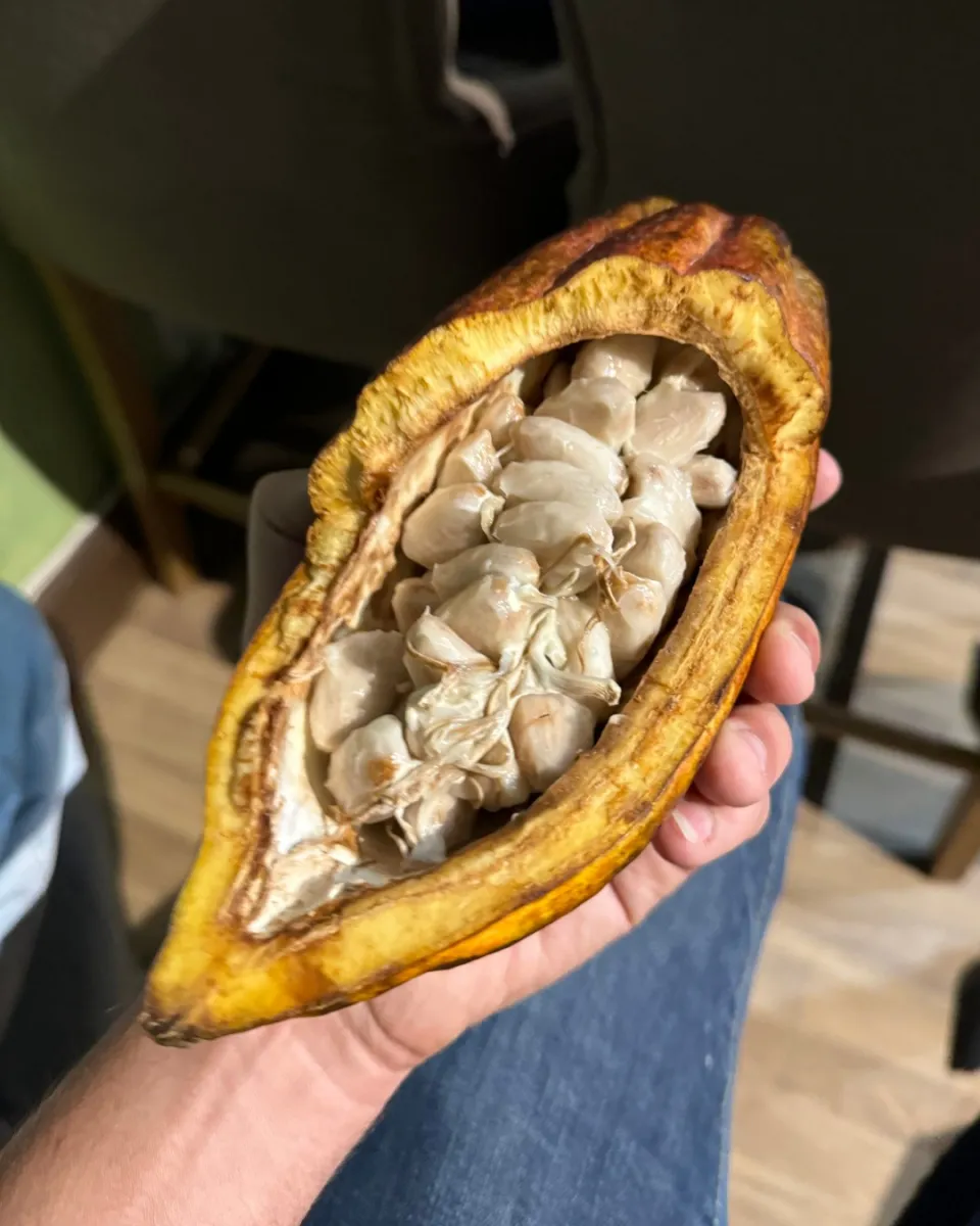 Discover the Sweet Wonders of The Chocolatarium