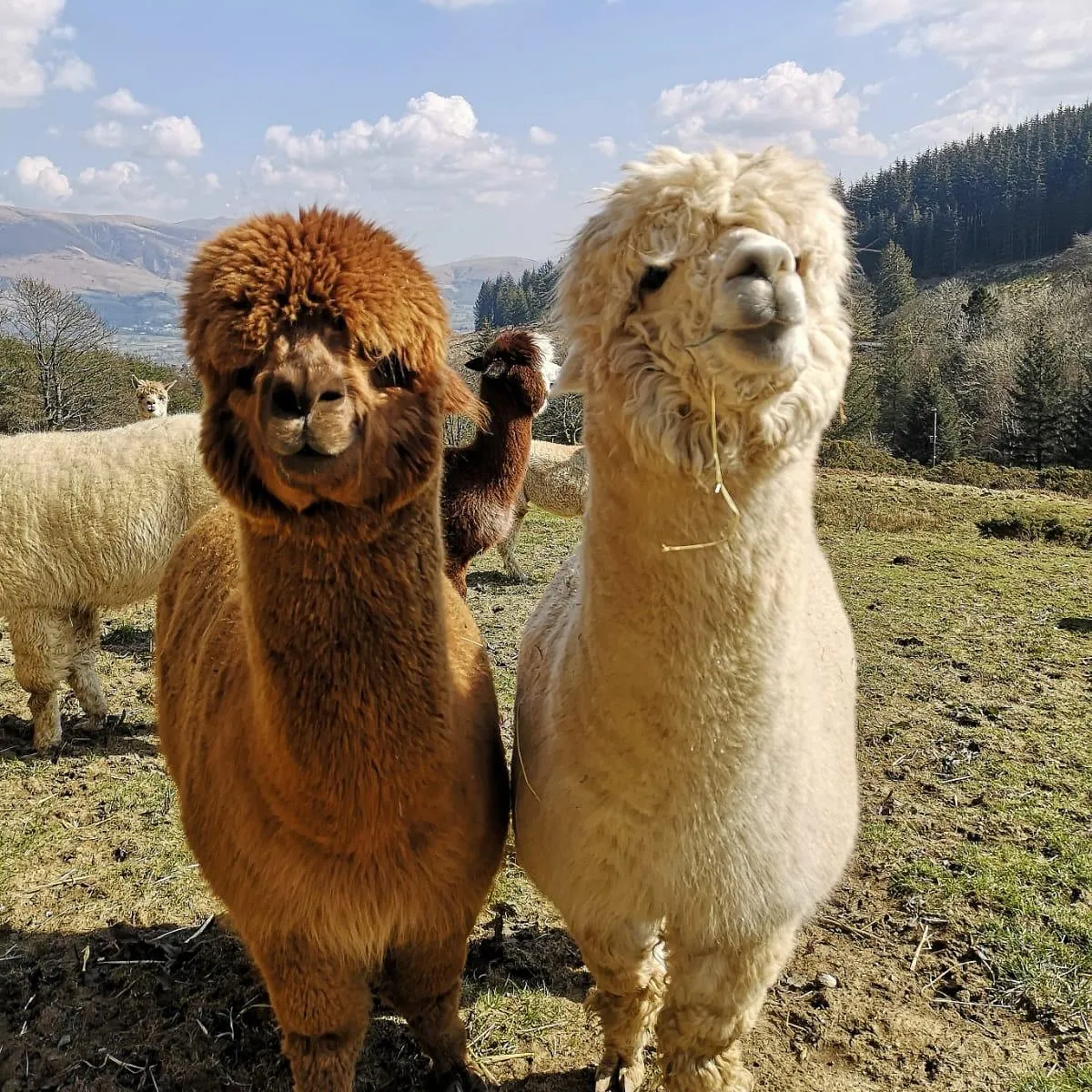 Rescued alpacas and llamas enjoying their safe new home