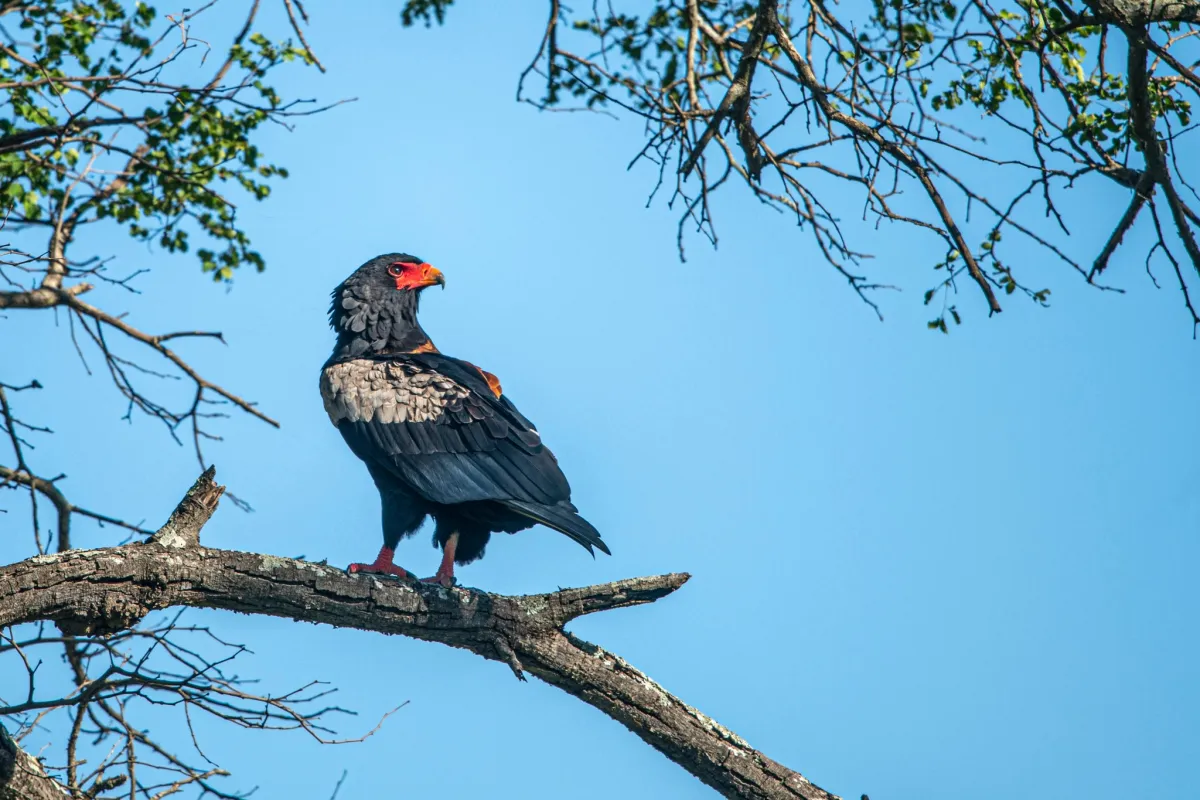 Hawk Conservancy Trust Bird of Prey Centre